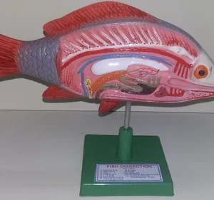 FISH MODEL
