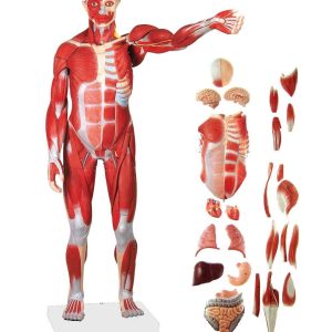 HUMAN MUSCULAR MODEL