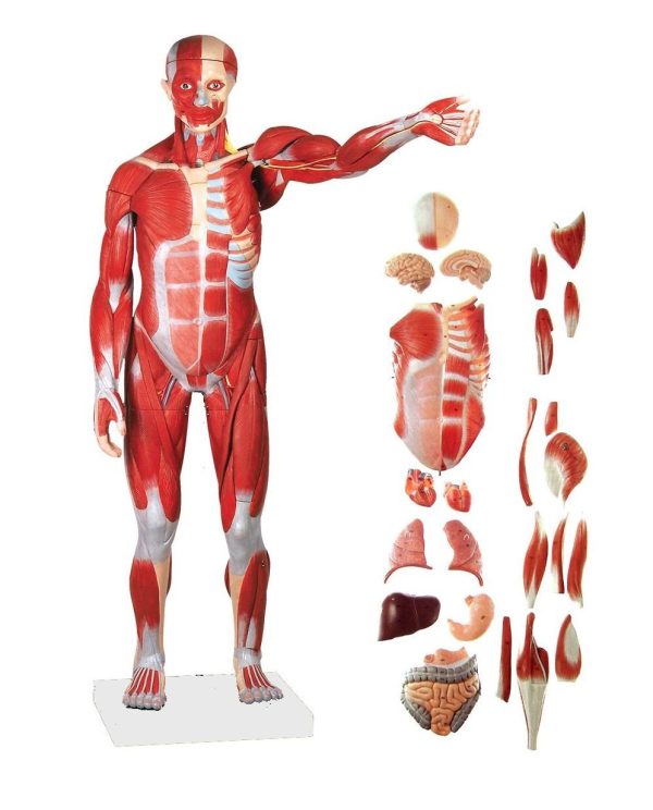 HUMAN MUSCULAR MODEL