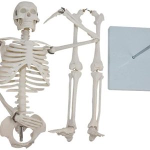 HUMAN SKELETON