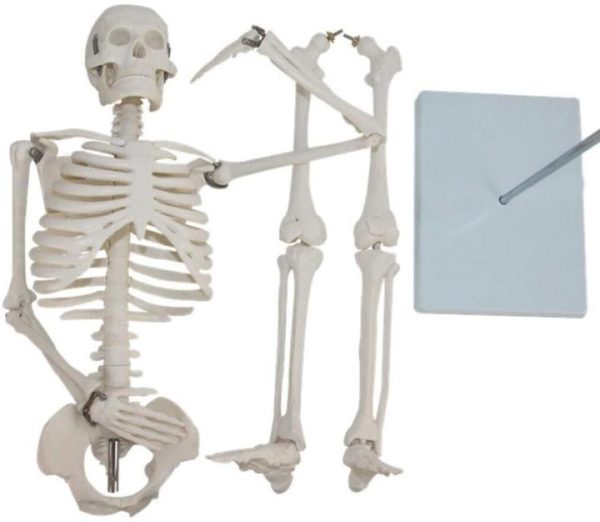 HUMAN SKELETON