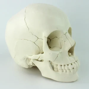 Human Skull