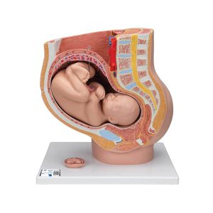 HUMAN PREGNANT UTERUS